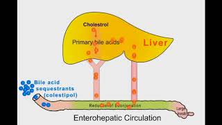 Bile Acid Sequestering Drugs [upl. by Niriam]