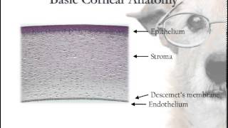 Corneal Anatomy [upl. by Lilaj]