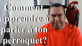 Comment apprendre à parler à ton perroquet [upl. by Redna]