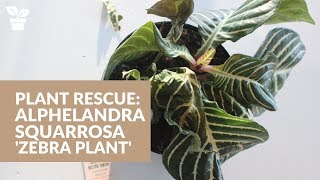 Plant Rescue Zebra Plant  Alphelandra squarrosa [upl. by Erlond]