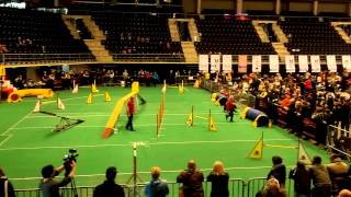 Belgian shepherd groenendael agility [upl. by Aninahs]