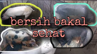 Bersihkan kandang babi episode 3 [upl. by Raul]