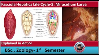 Fasciola Hepatica Life Cycle3 Miracidium larva  Platyhelminthes  HSR Bioinfo [upl. by Zoilla]