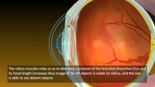 Power of Accommodation of Human Eyes  Class 10th Science Video [upl. by Arlin]