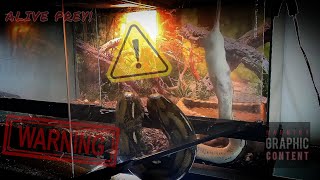 LIVE FEEDING SHOWDOWN Python vs Boa Constrictor  WARNING VIEWER DISCRETION ADVISED [upl. by Nnylyar668]