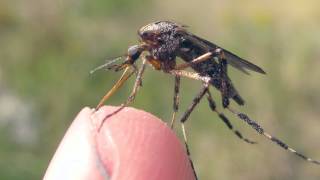 American Giant Mosquitoes [upl. by Federico]