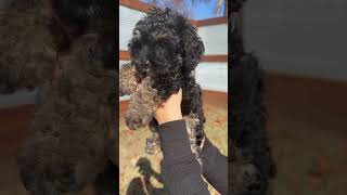 Jet  Black amp Tan Cavapoo Female [upl. by Suhail]