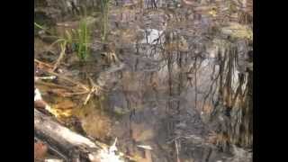 LiquidityThe Value of Wetlands DOCUMENTARY [upl. by Him165]