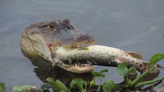 Alligator Swallows Florida Gar fish [upl. by Ottillia743]