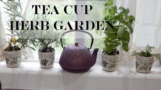 DIY Tea Cup Herb Garden Herbs in the Kitchen [upl. by Kiele]