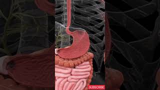 How Your Digestive System Actually Works and why it’s so weird [upl. by Andris276]