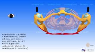 La cintura escapular [upl. by Lach]