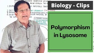 Polymorphism in Lysosome  Biology Clips [upl. by Asennav]