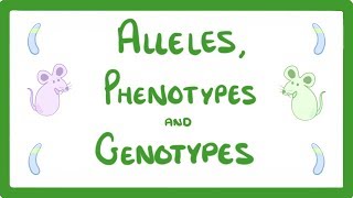 GCSE Biology  DNA Part 2  Alleles  Dominant  Heterozygous  Phenotypes and more 64 [upl. by Nocaj]