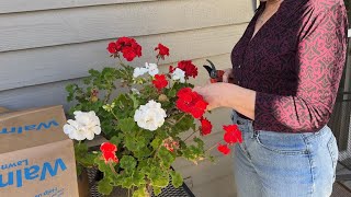 Over Wintering Geraniums In a paper Bag [upl. by Keldon]