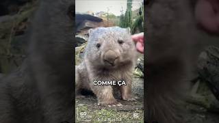 Voici le marsupial le plus mignon du monde le Wombat wombat animaux shorts [upl. by Michaeline]