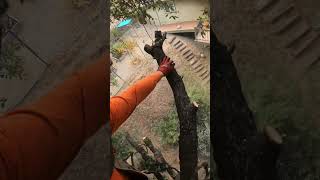 Climbing Arborist removes oak over septic treework treeworker treeservice hunting chainsaw [upl. by Atnomed376]