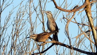 Yucatan Wrens Singing [upl. by Eislek]