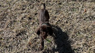 Lana the Pudelpointer Training Series pt3 New Places [upl. by Noivaz]