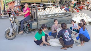 Harvesting A Flock Of 40 Ducks Goes To Market Sell And Buy Ducklings To Raise  Free Bushcraft [upl. by Johnette]