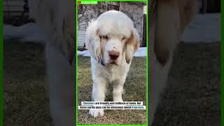 Clumber Spaniel Facts  Amazing Facts shorts [upl. by Zilla820]