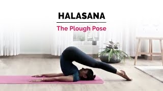 Halasana  Plow Yoga Pose  Steps  Benefits  Yogic Fitness [upl. by Nohcim970]