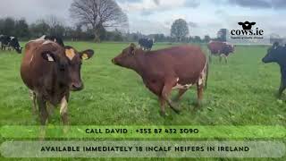 Available Immediately 18 Crossbred In Calf Heifers in Ireland [upl. by Ahsinra]