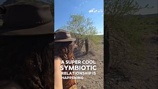 Nurse Trees and Saguaro Cacti in the Sonoran Desert 🏜  nature Arizona plants ecology outdoors [upl. by Htebazila]