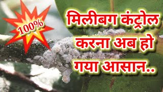 मिलीबग कंट्रोल के नौ बेस्ट तरिके9practices to control of mealybug [upl. by Enecnarf]