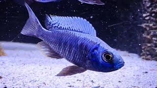 Copadichromis chrysonotus  Nols Akvariehobby [upl. by Arolf]