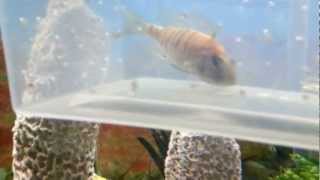 African cichlid females holding eggs DIY breeding pt1 [upl. by Sammer]