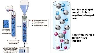 Ion exchange chromatography [upl. by Anyk]