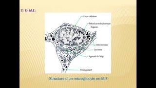 HISTOLOGIE LA NEVROGLIE [upl. by Acey]