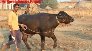 Importance of PANCHAYATI Bull in Breed improvement amp Livestock Development in Villages [upl. by Yttocs]