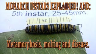 Monarch instar larva stages and caterpillar diseases Metamorphosis and molting explained [upl. by Leahey]