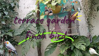 terrace garden finch bird finchlover finch terrcegarden [upl. by Nepil]