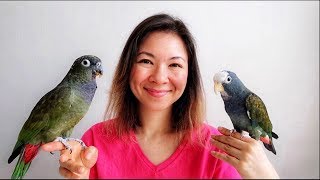 PIONUS PARROTS as PETS  EVERYTHING You Wanted to KNOW [upl. by Warthman247]