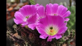 ECHINOCEREUS PENTALOPHUS [upl. by Annay]