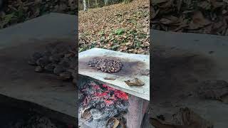 Autunno bosco fuoco e castagne Autumn forest fire and chestnut autumn forest fire castagne [upl. by Sletten]