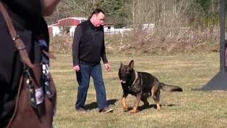 Kraftwerk K9 German Shepherd dog Obedient protection [upl. by Kristina36]