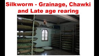 Silk worm  Grainage Chawki and Late age rearing [upl. by Studley]