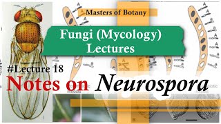 Lecture 18  Neurospora  Fungi Mycology Lecture  Notes [upl. by Bab]