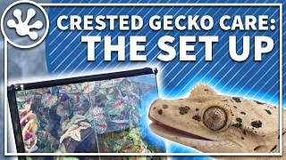 Crested Gecko Care Guide The Setup  Crested Gecko Enclosure Build Walkthrough [upl. by Itin]