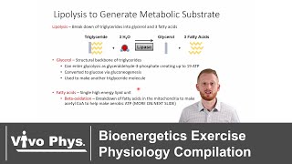 Bioenergetics Exercise Physiology Compilation [upl. by Halverson]