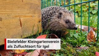 Bielefelder Kleingärtner helfen acht Igeln auf die Beine [upl. by Nobel947]