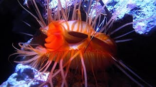 Facts The Electric Disco Clam [upl. by Amoritta]