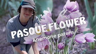 Anemone patens Pasque flower  Native wildflower information [upl. by Johiah]