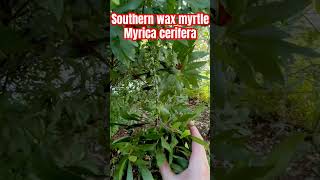 Southern wax myrtle Myrica cerifera  amazing resource for birds in your gardentexasnativeplants [upl. by Richela]