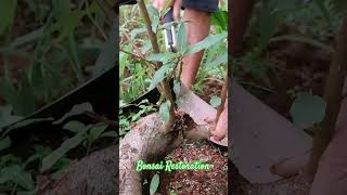 membuat bogel bonsai loa tutorialbonsaificus [upl. by Ludovico506]