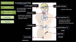 Biológia  Hormonálna sústava [upl. by Enovi]